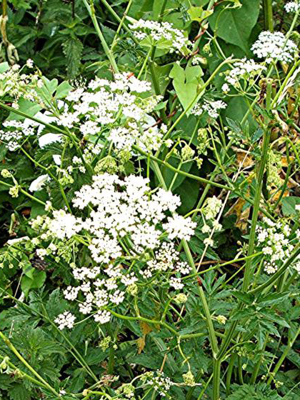 Great Burnet-Saxifrage